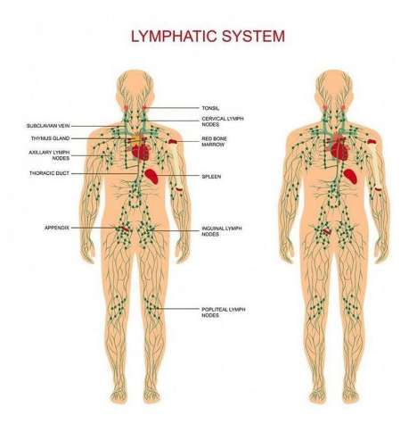 Image of Premium Ginger Oil - Improves Swelling, Joint Pain, Infection