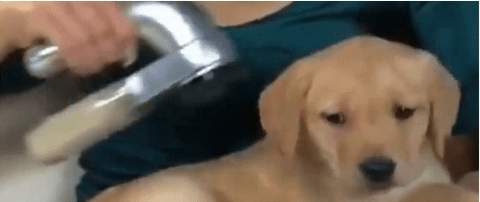 Image of Portable Pet Hair Vacuum